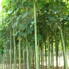 求購11公分的青桐