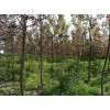 求夠紅葉楊米徑8公分