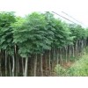 求購3公分的巨紫荊、金葉復葉槭、欒樹、五角楓