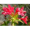 求購1.5米紅王子錦帶實球