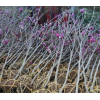 求購紅花玉蘭