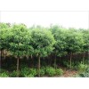 直接14公分香樟