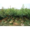 求購，胸徑4公分袋苗，木荷，山杜英，火力楠