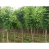 求購5公分原生國槐.北欒.裸根.2.8米截桿