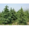 求購2.5米雪松3000棵