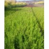 求購0.5的山桃小苗