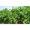 求購0.5的山桃小苗10000棵