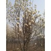 白玉蘭價格，紫玉蘭價格，黃玉蘭價格，紅玉蘭價格，廣玉蘭價格