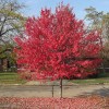 求購：地徑10-12公分美國紅楓（紅點紅楓）