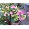 櫻花三角梅 福建櫻花三角梅基地
