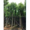 10-12公分香樟袋苗