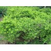 求購0.3連翹苗30萬