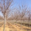 求購?fù)頇训貜?3厘米200棵