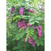 求購香花槐6公