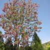 求購12公分香花槐