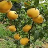 桃樹(shù)苗哪里有 油蟠桃苗基地 5公分桃樹(shù)