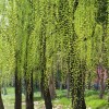 求購柳樹8公分 楊樹8公分