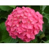 八仙花、法國冬青、龜甲冬青、黃帽月季、豐花月季、灑金柏、劍麻