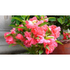 時(shí)花鳳仙花 時(shí)花基地 漳州時(shí)花