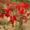 求購(gòu)，10/12公分紅寶石海棠
