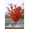 海桐球、紅楓、美人梅、青楓、法國東青五角楓、國槐、合歡
