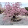 日本櫻花價格日本櫻花基地日本櫻花樹苗產(chǎn)地