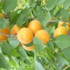 求購:杏樹苗子，嫁接口往上2公分的