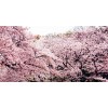 櫻花