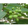 求購胸徑11公分無患子