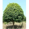 桂花樹，2-15公分桂花樹