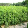 紫穗槐基地，大量供應紫穗槐，紫穗槐批發