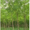 求購12-20公分老國槐