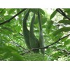 求購20-60公分皂角