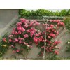 薔薇_藤本薔薇基地