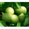 求購50公分以上的核桃樹