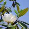 求購12公分廣玉蘭