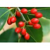 求購地徑10公分紅果冬青