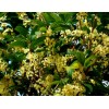 桂花樹，2-15公分桂花樹