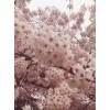 求購(gòu)，18櫻花分之不講