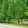 求購8公分白楊300棵