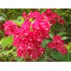 供應：金葉小檗、紅王子錦帶，紅葉小檗、青，紅葉女貞、桂花