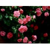 薔薇花苗薔薇花苗批發零售