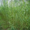 求購:米徑8公分黃皮垂柳500棵