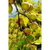 求購(gòu)8公分山杏，10公分山杏