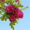 求購15公分國槐和香花槐
