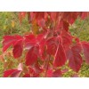 求購：紅葉楊、烏桕