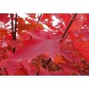 求購8公分美國紅楓秋火焰
