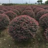 湖北十堰常年供應P80~200CM紅花繼木球