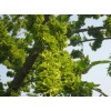 求購(gòu):原生老榆樹(shù)，七公分以上
