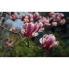 求購:4公分辛夷4000棵
